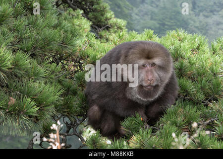 Portrait d'un macaque à queue moignon assis en haut d'un arbre de pin Huangshan Huangshan, Anhui, Parc National, Chine Banque D'Images