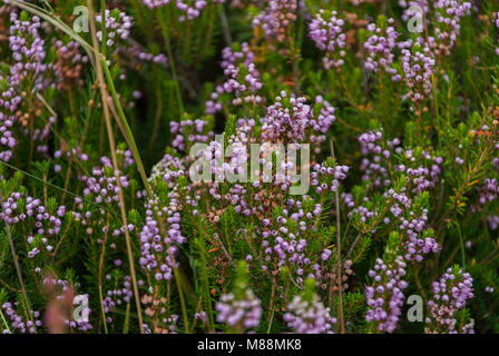 bruyère verte avec fleurs violettes Banque D'Images