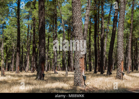 forêt de pins revêtus de résine Banque D'Images