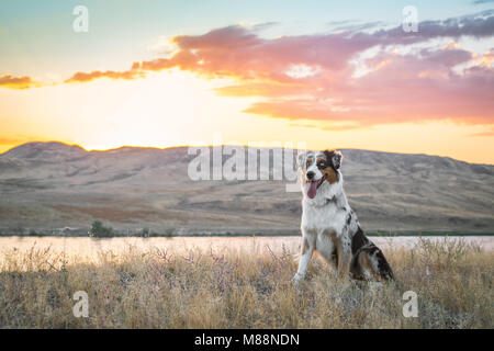 Aussie chien est assis près de la rive de la rivière avec fond de coucher du soleil brûlant. Banque D'Images