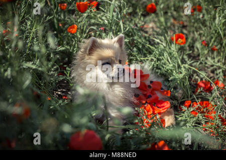 Pomeranian chiot mignon est de jeter sur l'herbe entre les pétales du coquelicot. Région d'Almaty, au Kazakhstan. Banque D'Images