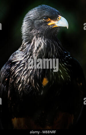 Portrait d'une Africaine Black Eagle Banque D'Images