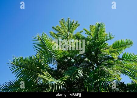 Jusqu'à dans la verrière d'un arbre de pin Wollemi. Banque D'Images