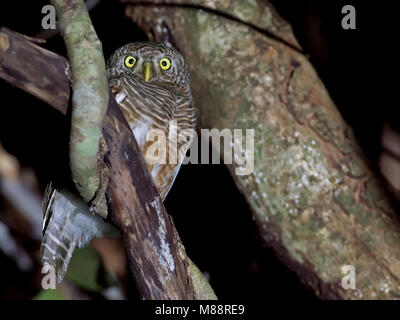 Koekoeksdwerguil, prescription d'Asie, etc. Banque D'Images