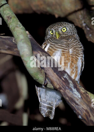 Koekoeksdwerguil, prescription d'Asie, etc. Banque D'Images