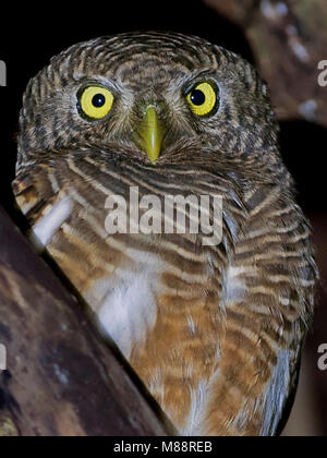 Koekoeksdwerguil, prescription d'Asie, etc. Banque D'Images