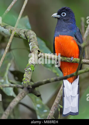 Mannetje Bairds Trogon Trogon de Baird, homme Banque D'Images