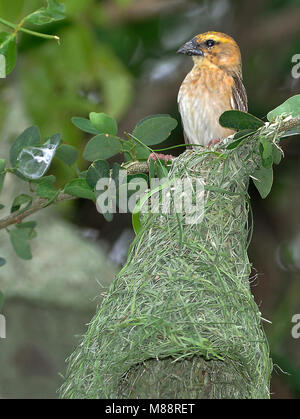 Bayawever bij nid, Baya Weaver près de nest Banque D'Images