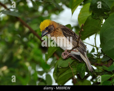 Bayawever, Baya Weaver Banque D'Images