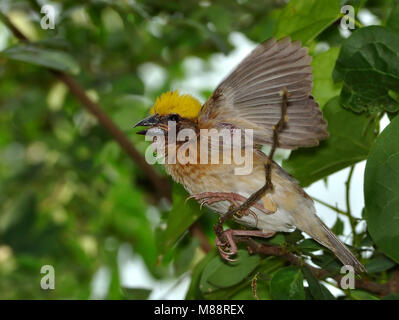 Bayawever, Baya Weaver Banque D'Images