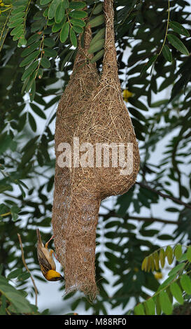 Bayawever bij nid, Baya Weaver près de nest Banque D'Images