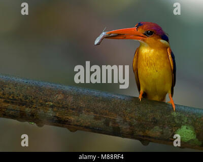Jungledwergijsvogel rencontré vis, le Kingfisher avec poissons Banque D'Images