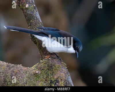 Ekstersibia, Sibia à dos noir Banque D'Images