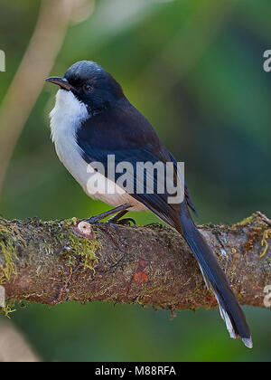 Ekstersibia, Sibia à dos noir Banque D'Images