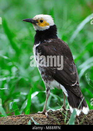 Dans Zwartkraagspreeuw gras, noir-pêcheur serpents de gras Banque D'Images