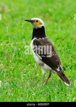 Dans Zwartkraagspreeuw gras, noir-pêcheur serpents de gras Banque D'Images