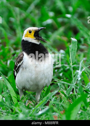 Dans Zwartkraagspreeuw gras, noir-pêcheur serpents de gras Banque D'Images