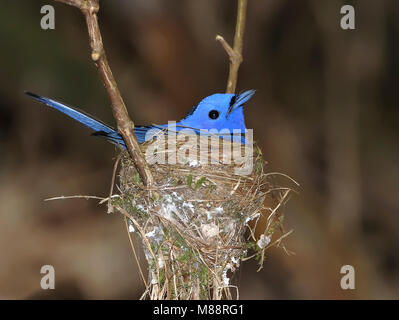 Zwartnekmonarch op nest, à cou noir monarque sur nest Banque D'Images