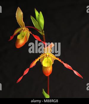 Phragmipedium Sorcerer's Apprentice Banque D'Images