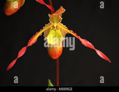 Phragmipedium Sorcerer's Apprentice Banque D'Images