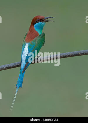 Roepende Maleise Bijeneter, Blue-throated Bee-eater appelant Banque D'Images