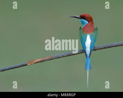 Maleise Bijeneter, Blue-throated Bee-eater Banque D'Images