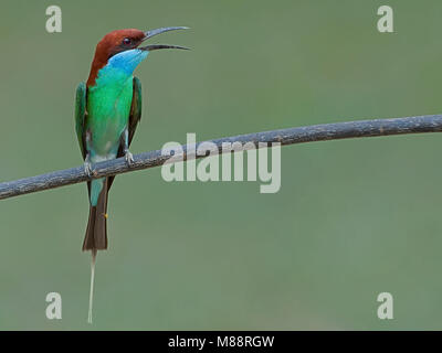 Roepende Maleise Bijeneter, Blue-throated Bee-eater appelant Banque D'Images