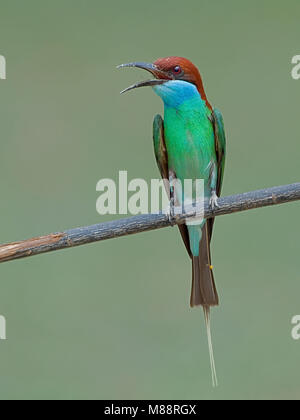 Roepende Maleise Bijeneter, Blue-throated Bee-eater appelant Banque D'Images