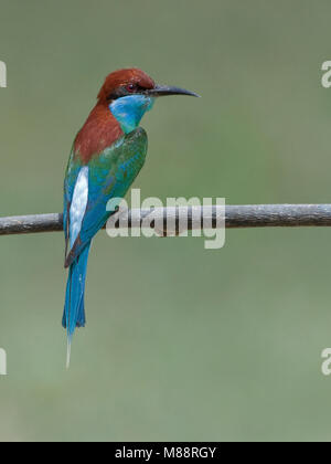 Maleise Bijeneter, Blue-throated Bee-eater Banque D'Images