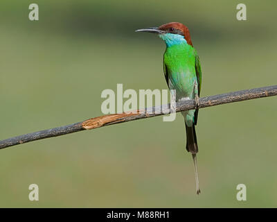 Maleise Bijeneter, Blue-throated Bee-eater Banque D'Images