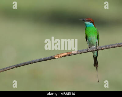 Maleise Bijeneter, Blue-throated Bee-eater Banque D'Images