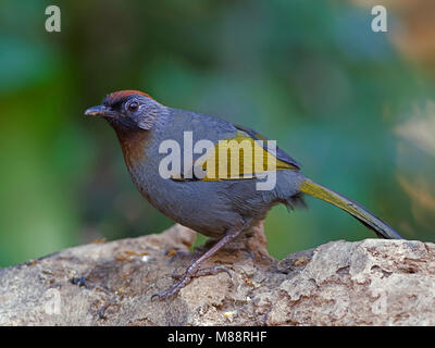 Roodkoplijstergaai, Chestnut-Laughingthrush couronné Banque D'Images