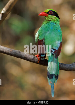 Groene Kitta, Pie vert Banque D'Images