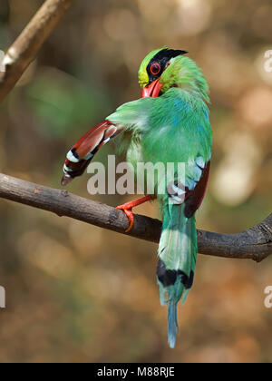 Groene Kitta, Pie vert Banque D'Images