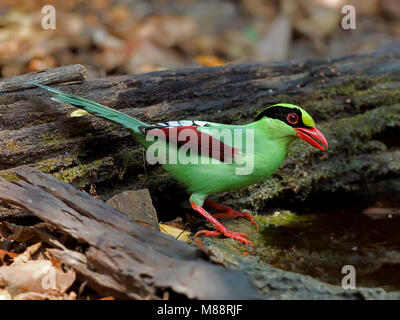 Groene Kitta, Pie vert Banque D'Images