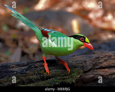 Groene Kitta, Pie vert Banque D'Images