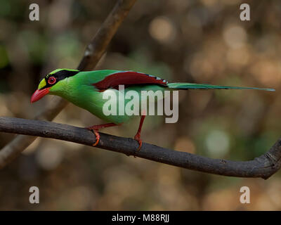 Groene Kitta, Pie vert Banque D'Images