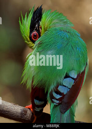 Poetsende Groene Kitta, lissage Magpie vert Banque D'Images