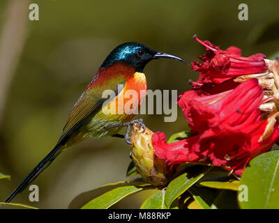 Mannetje, homme Groenstaarthoningzuiger Souimanga à queue verte Banque D'Images