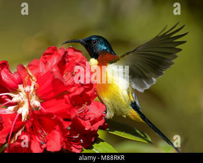 Mannetje, homme Groenstaarthoningzuiger Souimanga à queue verte Banque D'Images