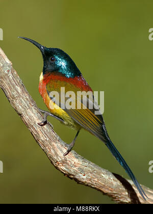 Mannetje, homme Groenstaarthoningzuiger Souimanga à queue verte Banque D'Images