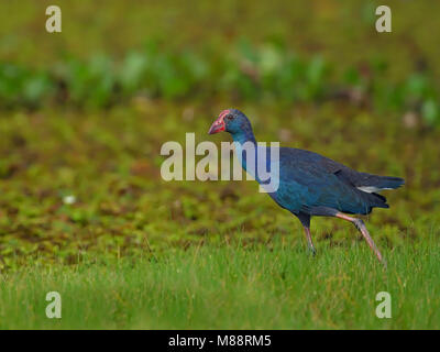 Grijskoppurperkoet talève sultane, à tête grise Banque D'Images