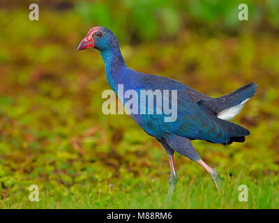 Grijskoppurperkoet talève sultane, à tête grise Banque D'Images