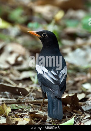 Mannetje, homme Grijsvleugelmerel à épaulettes gris Banque D'Images