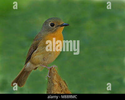 Bergniltava Vrouwtje Blue-Flycatcher, femme Hill Banque D'Images