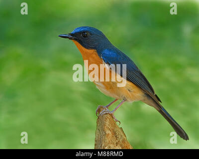 Mannetje, homme Bergniltava Blue-Flycatcher Hill Banque D'Images