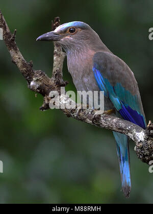 Indische Scharrelaar, Rouleau indien Banque D'Images