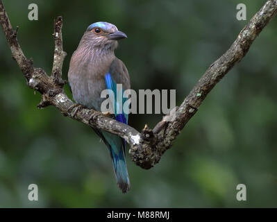 Indische Scharrelaar, Rouleau indien Banque D'Images