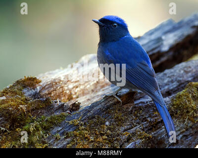 Mannetje, homme Kobaltniltava Niltava Grande Banque D'Images