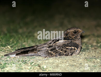 Horsfields Nachtzwaluw le colibri, grande Banque D'Images